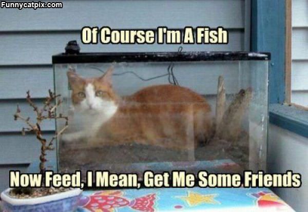 Of Course Im A Fish