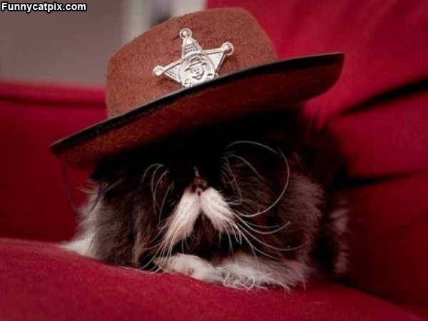 Officer Meow