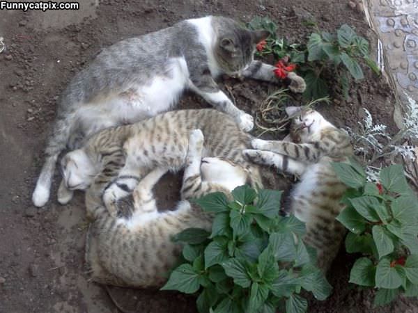 Oh Look A Pile Of Cats