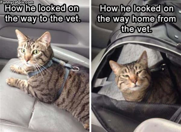 On The Way To The Vet
