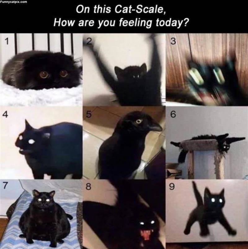 On This Cat Scale
