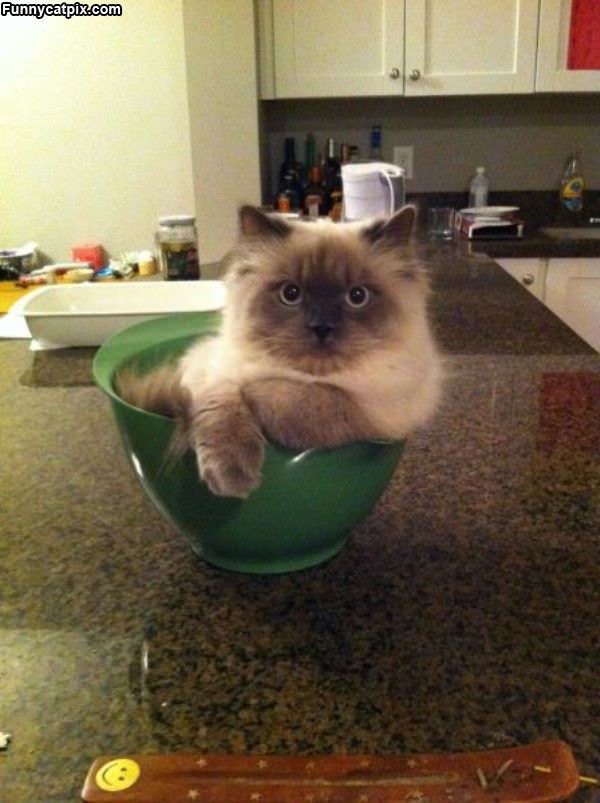 One Bowl Of Cat Please