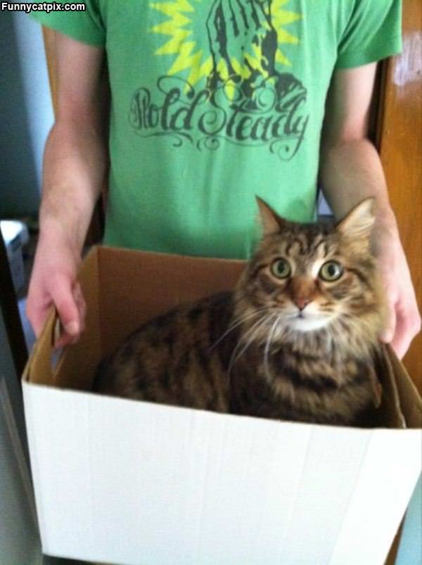 One Box Of Cat Please