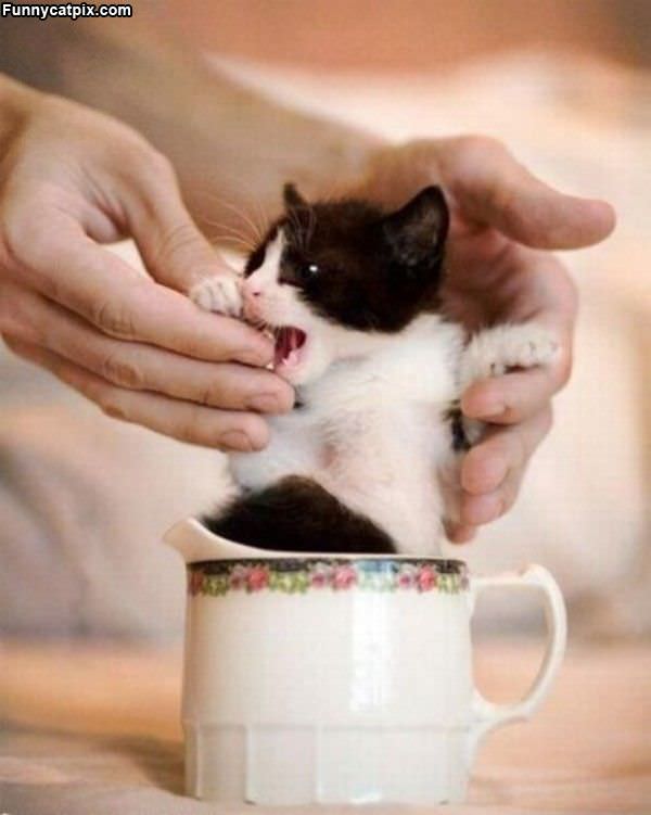 One Cup Of Kitten