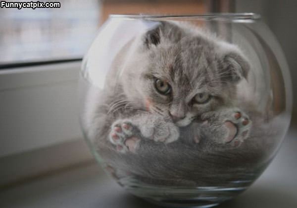 One Cute Bowl Of Cat