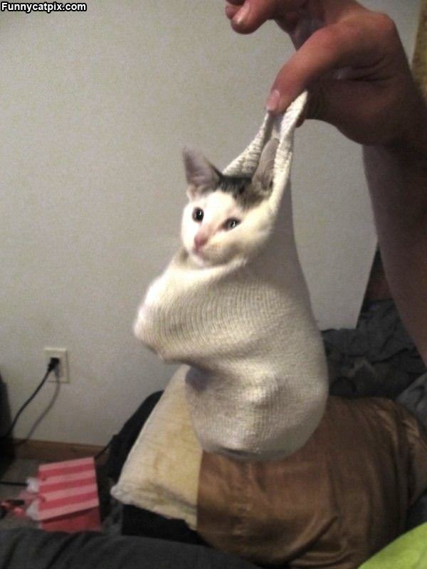 One Sock Of Kitten