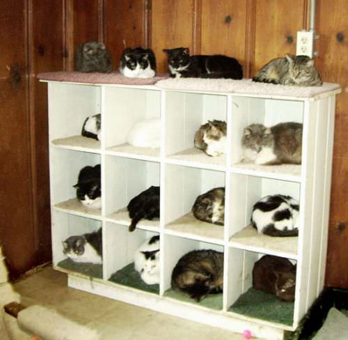 Organized Cats