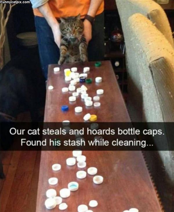 Our Cat Steals Bottle Caps