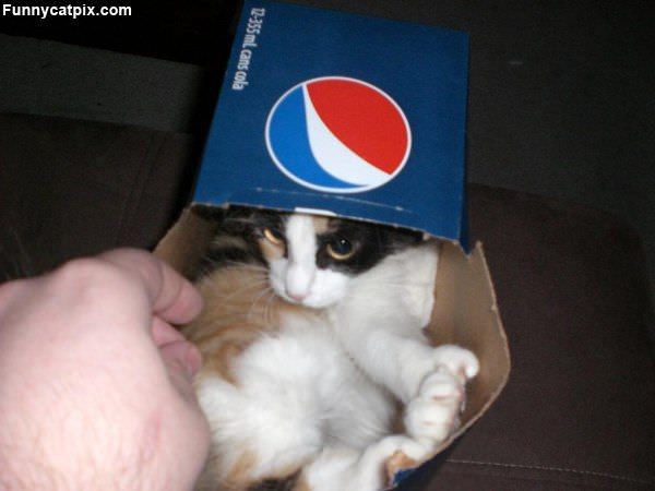 Pepsi Cat