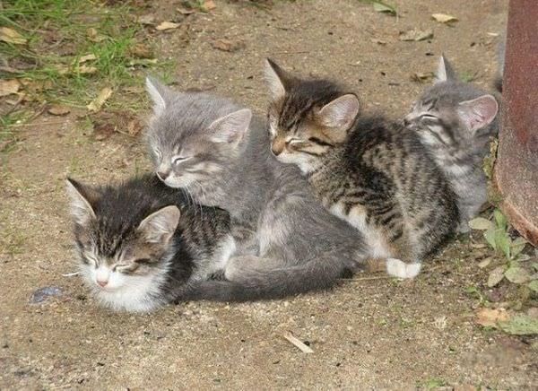 Pile Of Cats