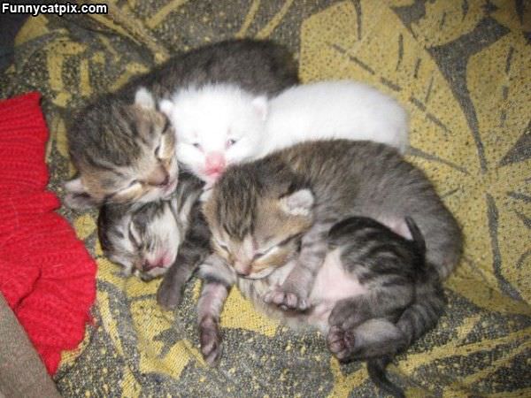 Pile Of Cute Kittens