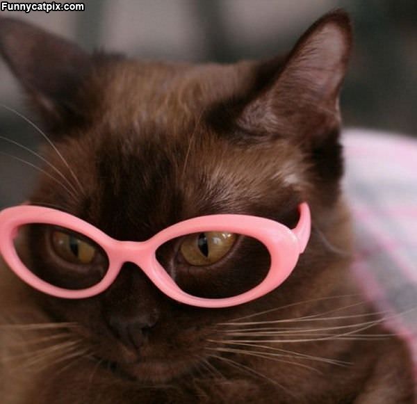 Pink Glasses Cat