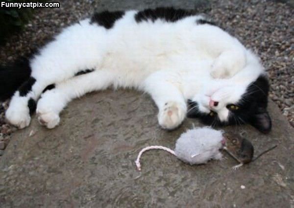 Playing With Mousy