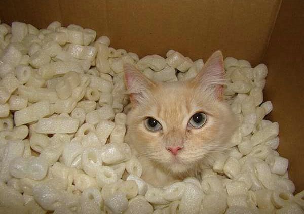 Popcorn Cat