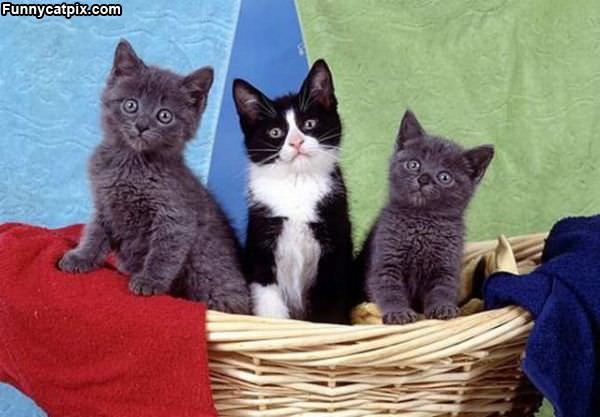 Posing Kittens