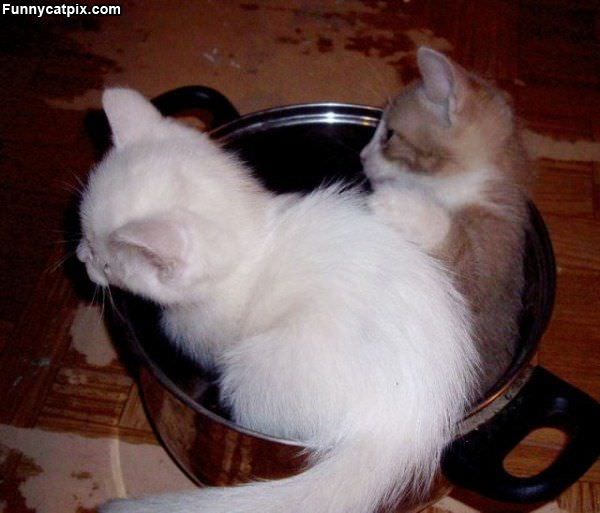 Pot Of Cats