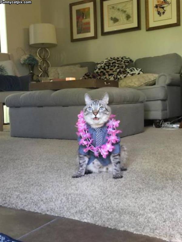 Ready To Party It Up Cat