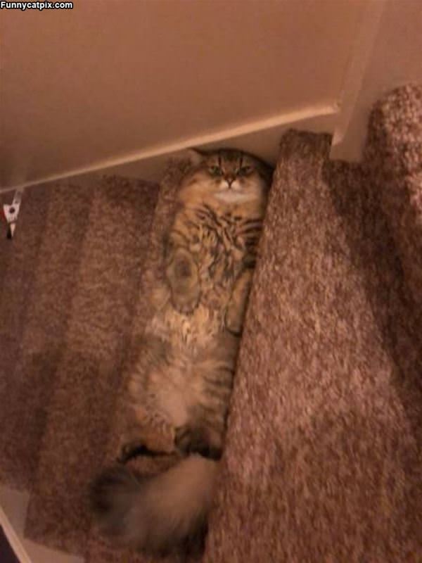 Relaxing On The Stairs