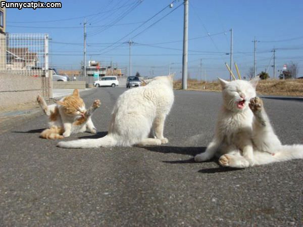 Road Cats