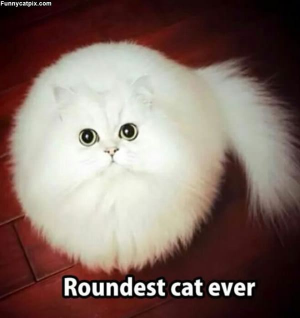 Roundest Cat Ever
