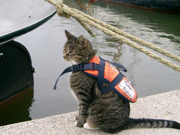 Safety For Cats