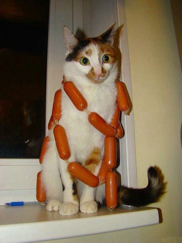 Sausages Cat