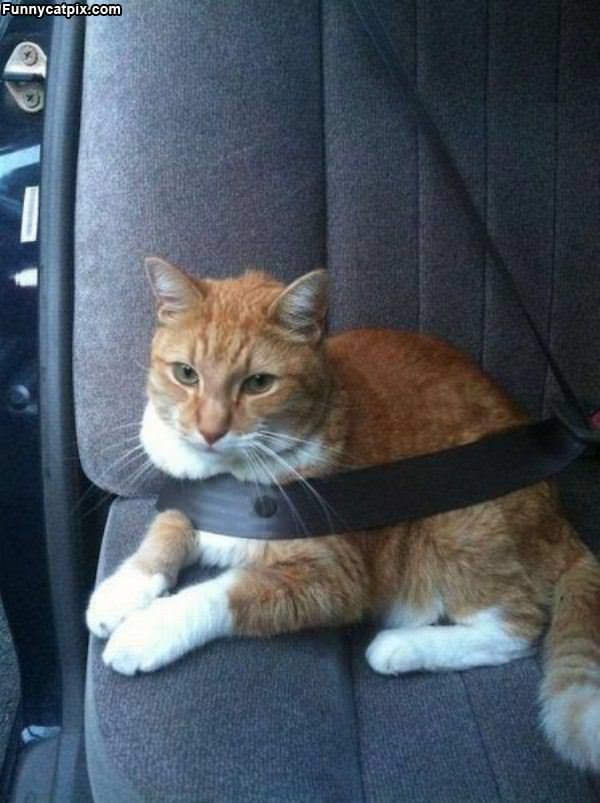 Seat Belt On