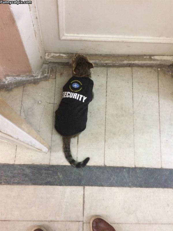 Security Cat