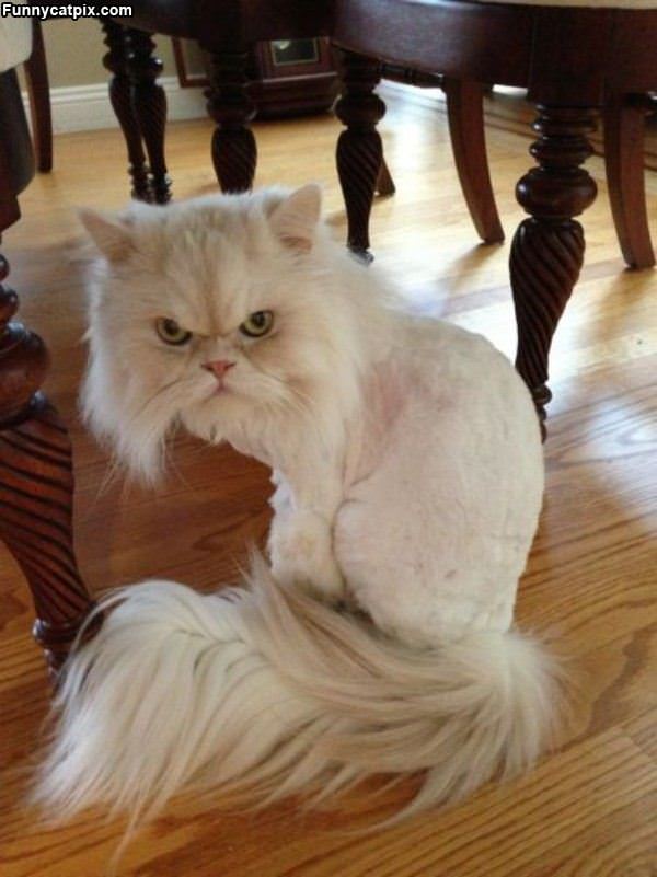 Shaved Cat