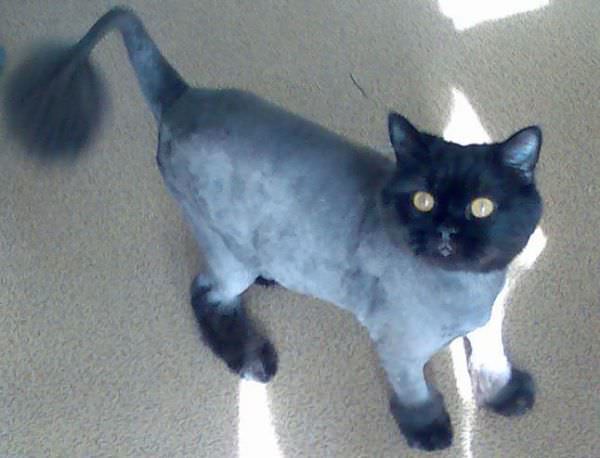 Shaved Fluffy Tale