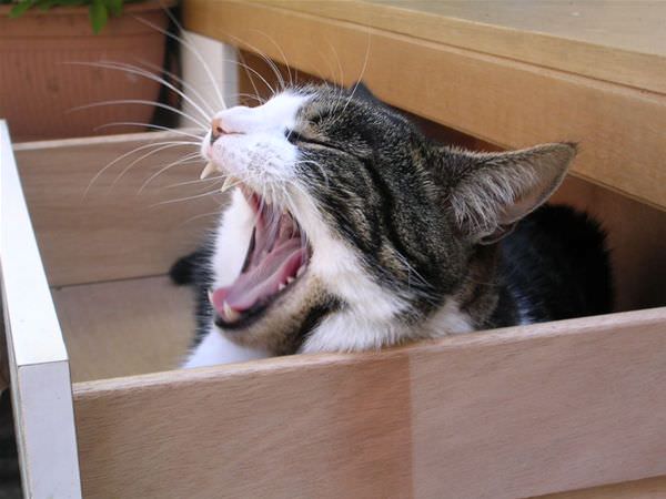 Shelf Cat Yawning
