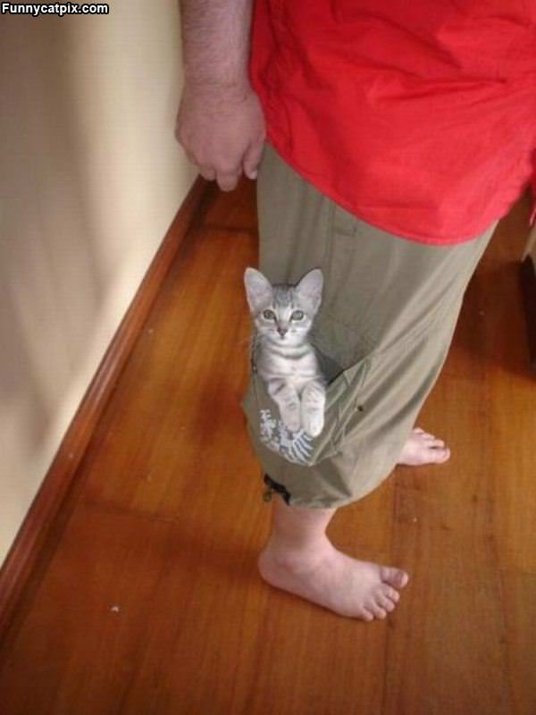Shorts Pocket Cat