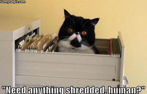 Shredding Cat