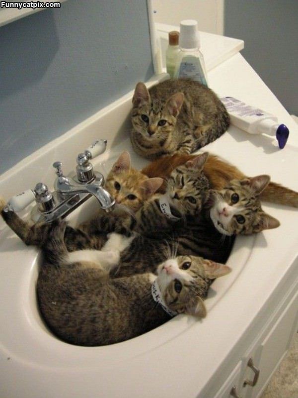 Sink Full Of Cats