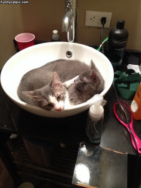 Sink Of Cats