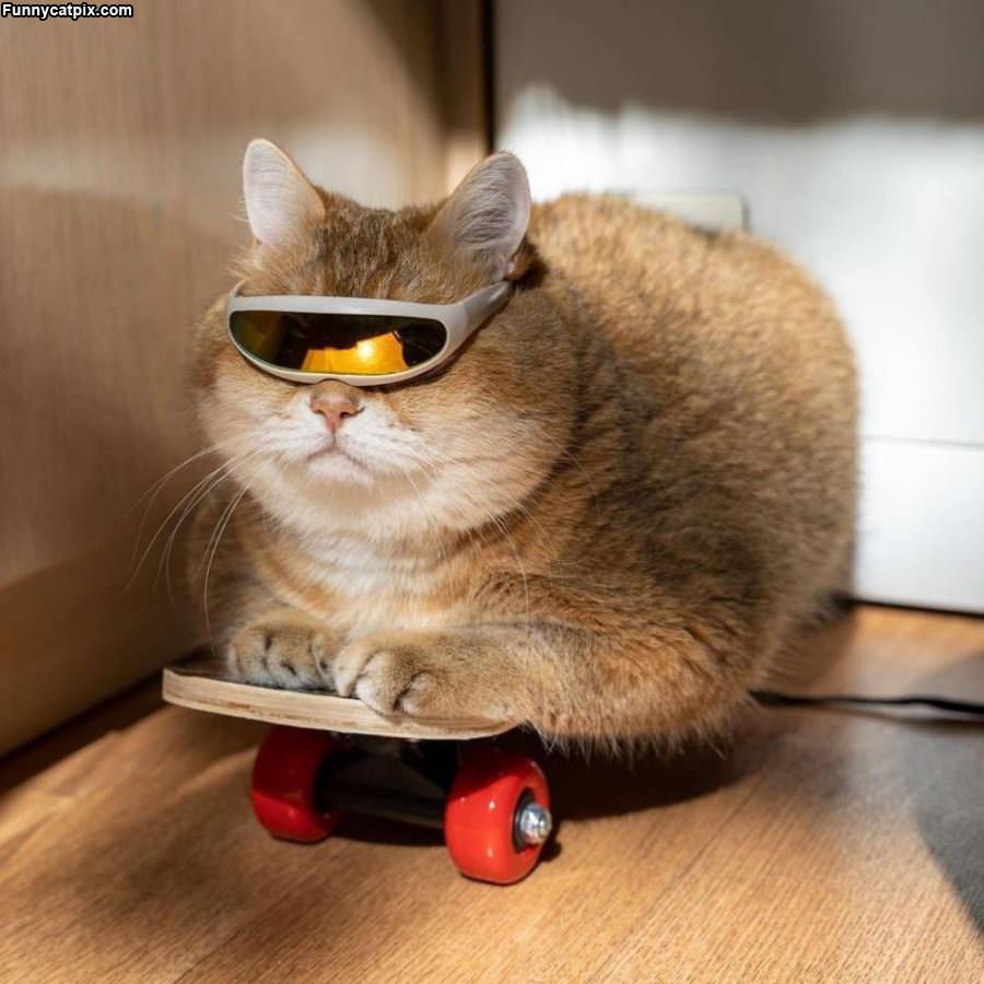Skater Cat Is Cool
