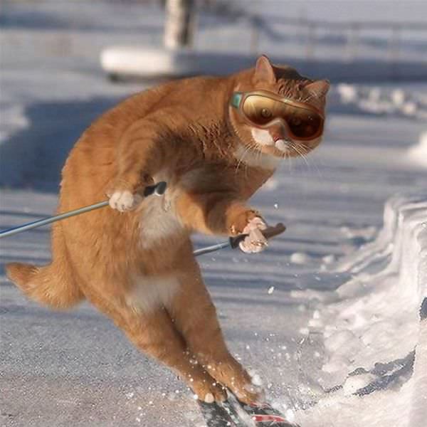 Skiing Cat