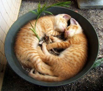 Sleep In A Pot