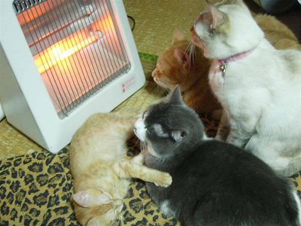Sleeping By The Heater