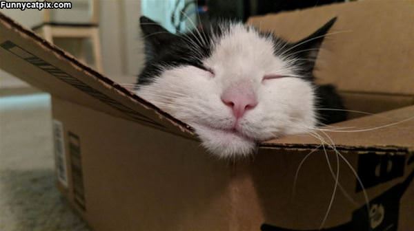 Sleeping In The Box