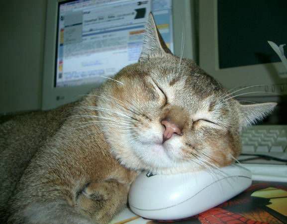 Sleeping On A Mouse