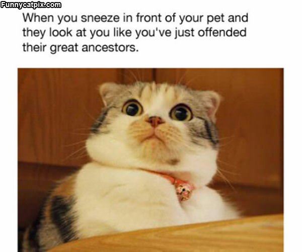 Sneeze Pet Expression