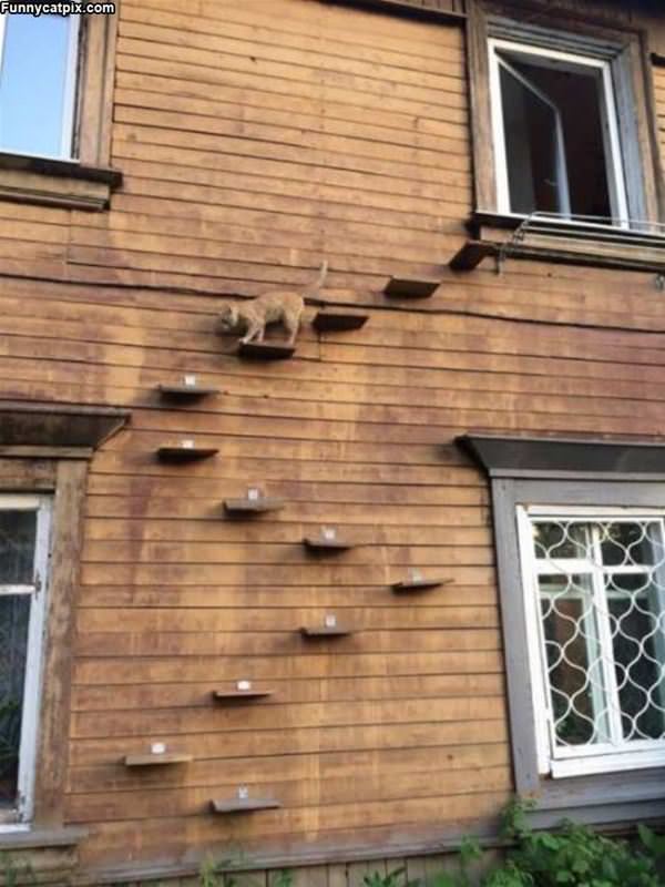 Some Cat Steps