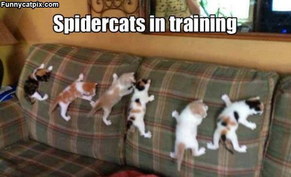 Spidercats In Training