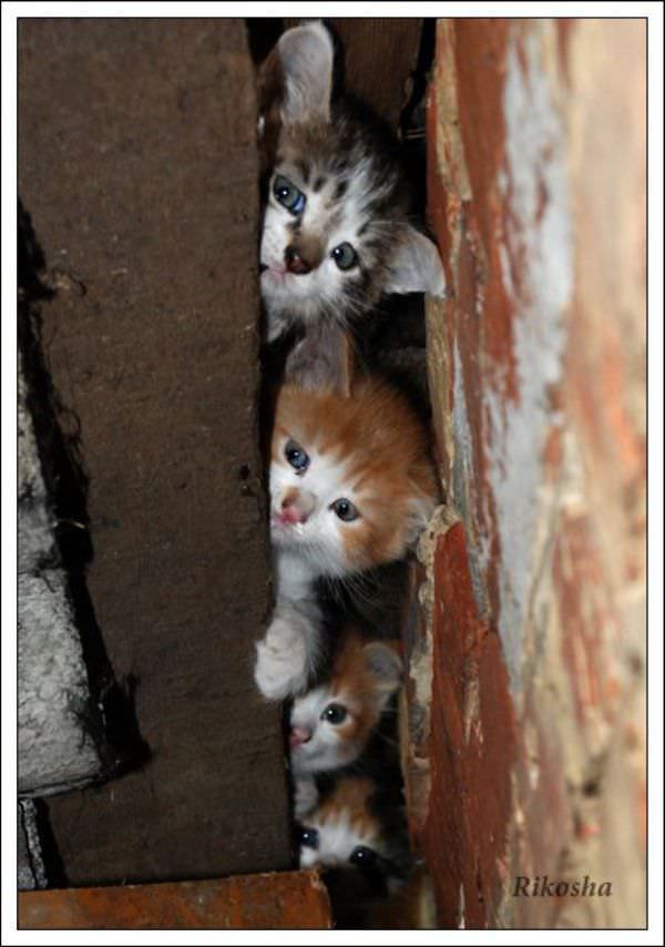 Stack Of Kittens
