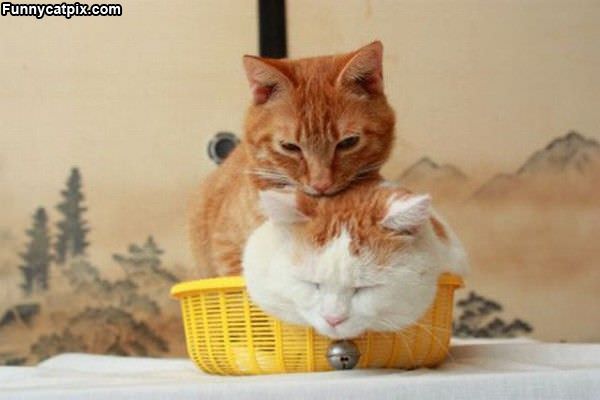 Stacked Basket Cats