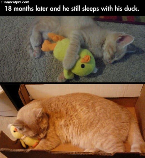 Still Sleeps With His Duck