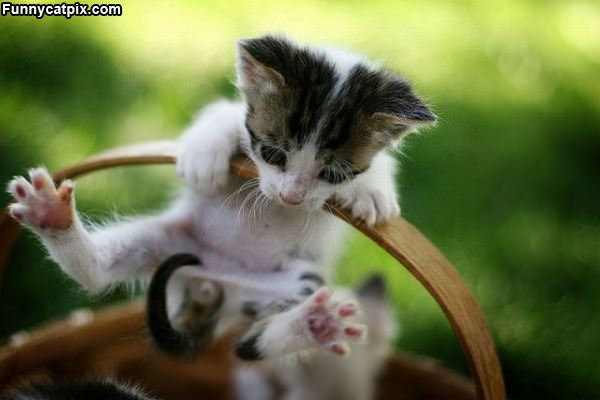 Stretch Kitty