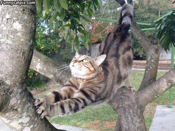 Stretching In A Tree