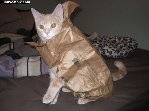 Super Bag Cat